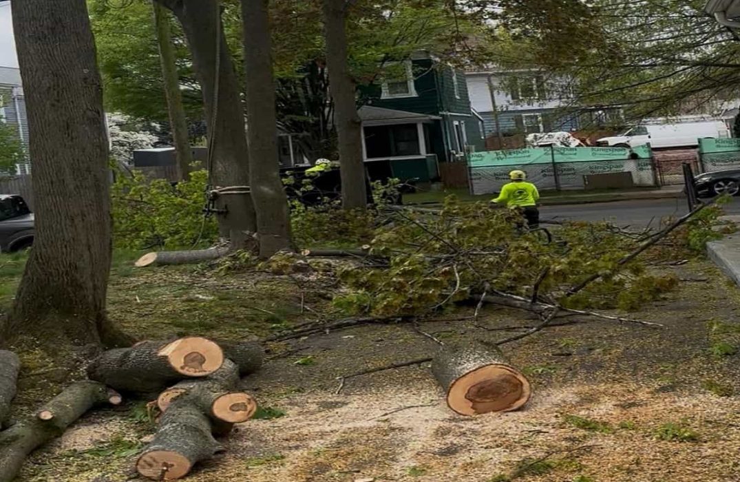 Emergency Tree Service