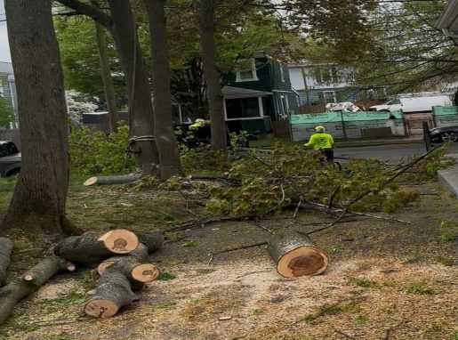 Emergency Tree Service