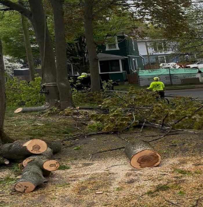 Emergency Tree Service