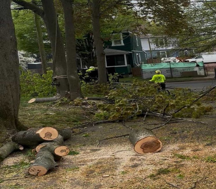 Emergency Tree Service Emergency Tree Service
