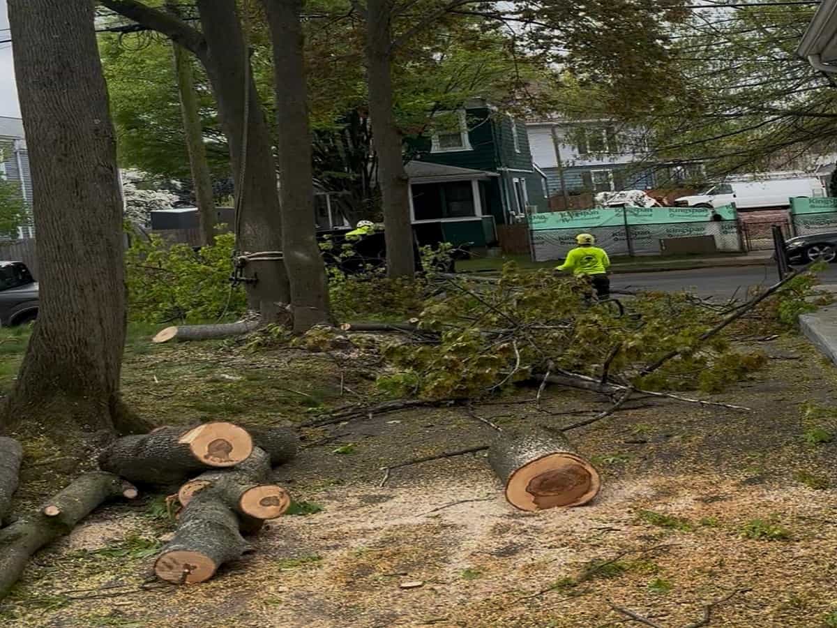 Emergency Tree Service