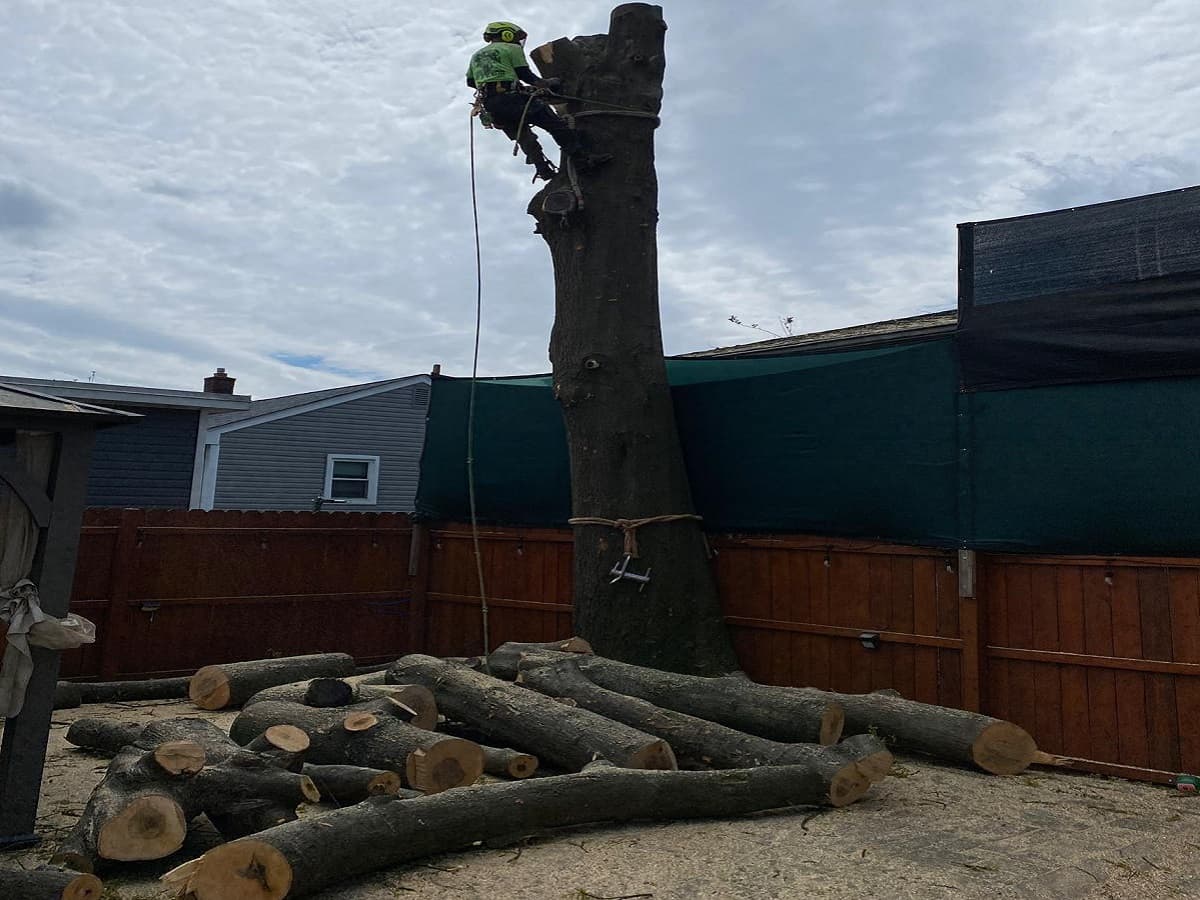 Emergency Tree Service