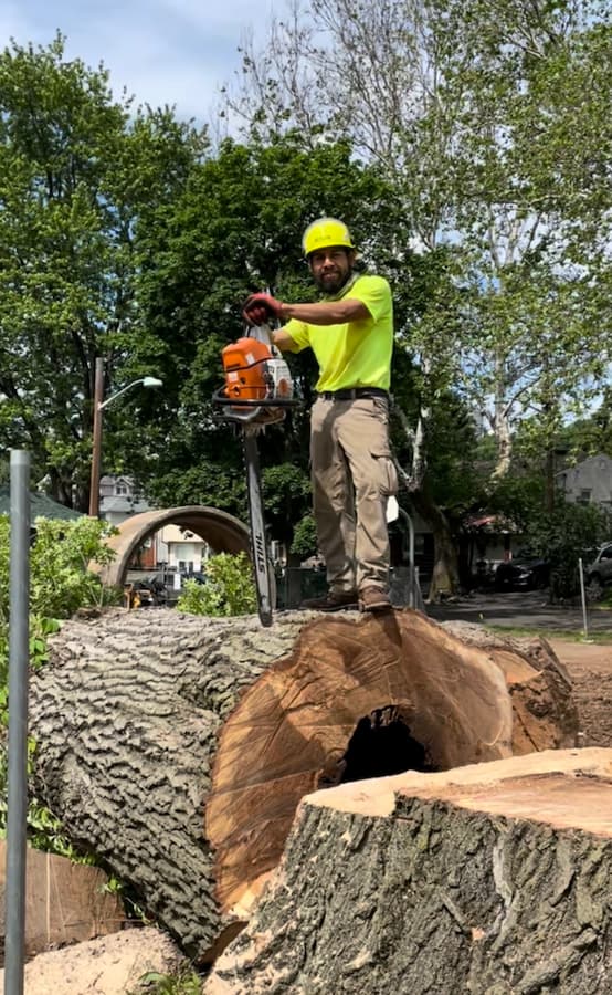 Garcia Tree Removal Services near me