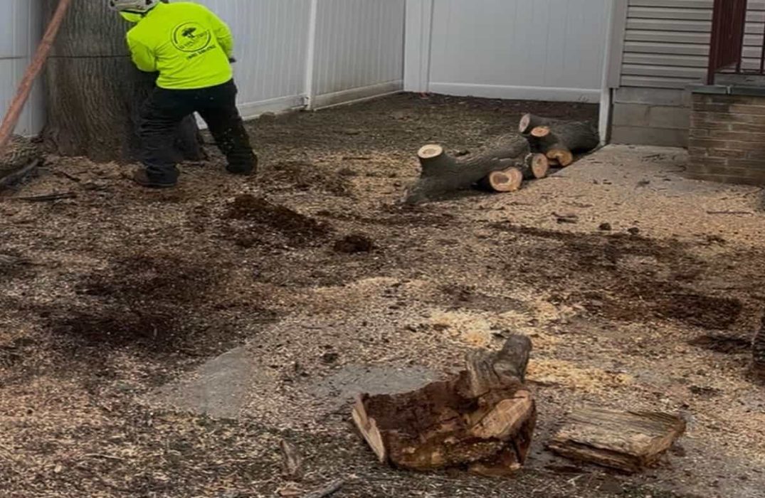 Stump Grinding