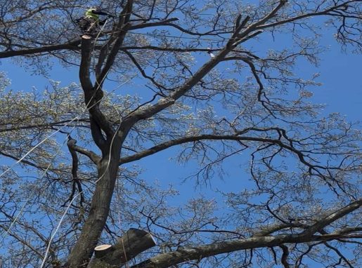Tree Cabling