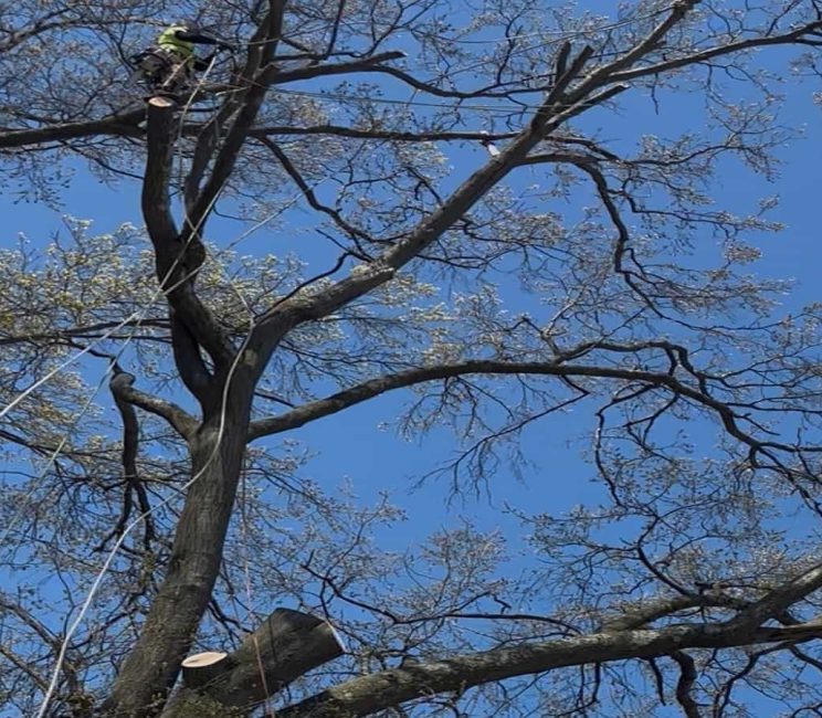 Tree Cabling Tree Cabling