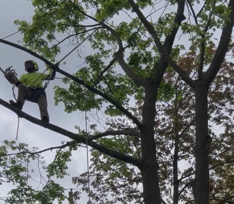 Tree Pruning Tree Pruning