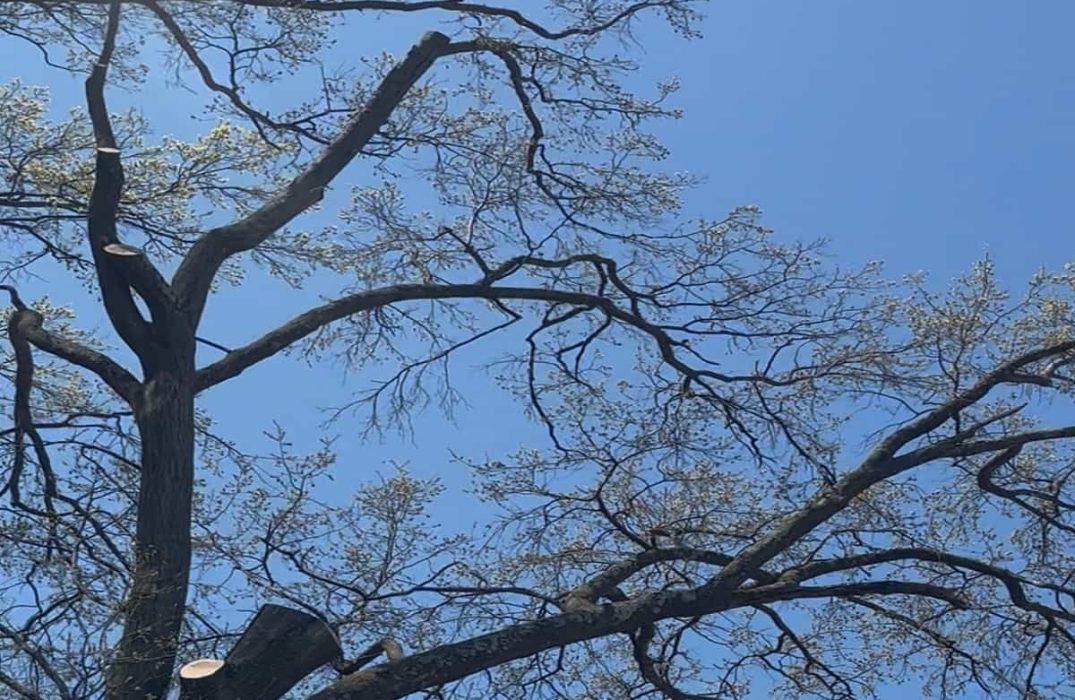 Tree Pruning