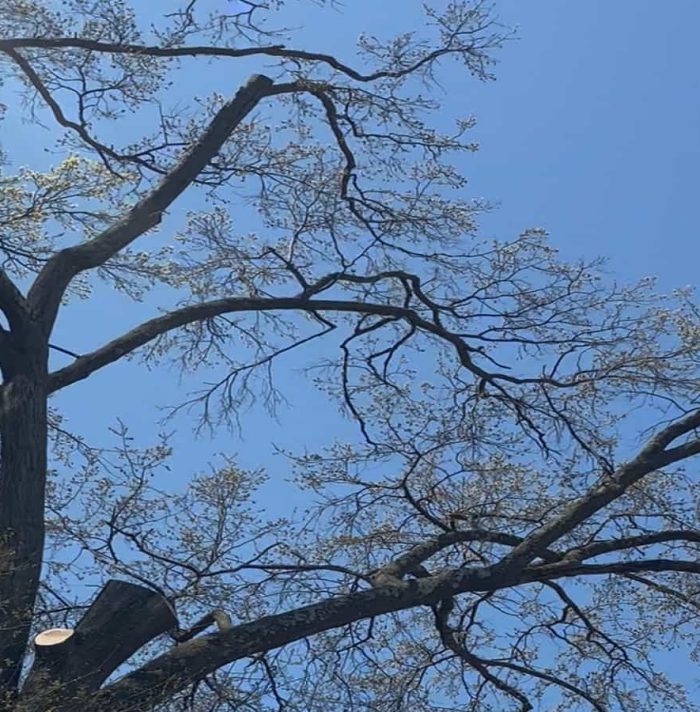Tree Pruning
