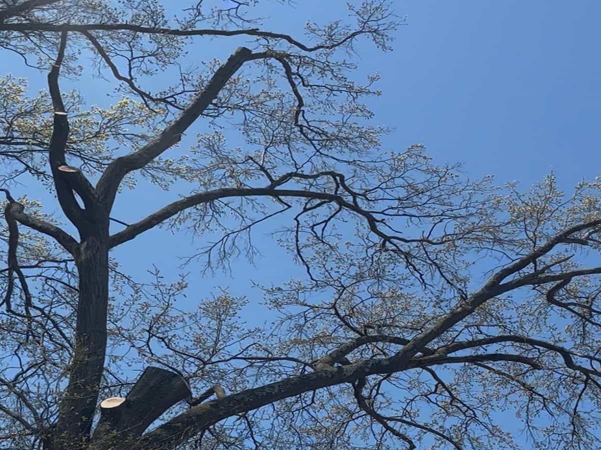 Tree Pruning