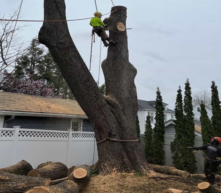Tree Removal Tree Removal