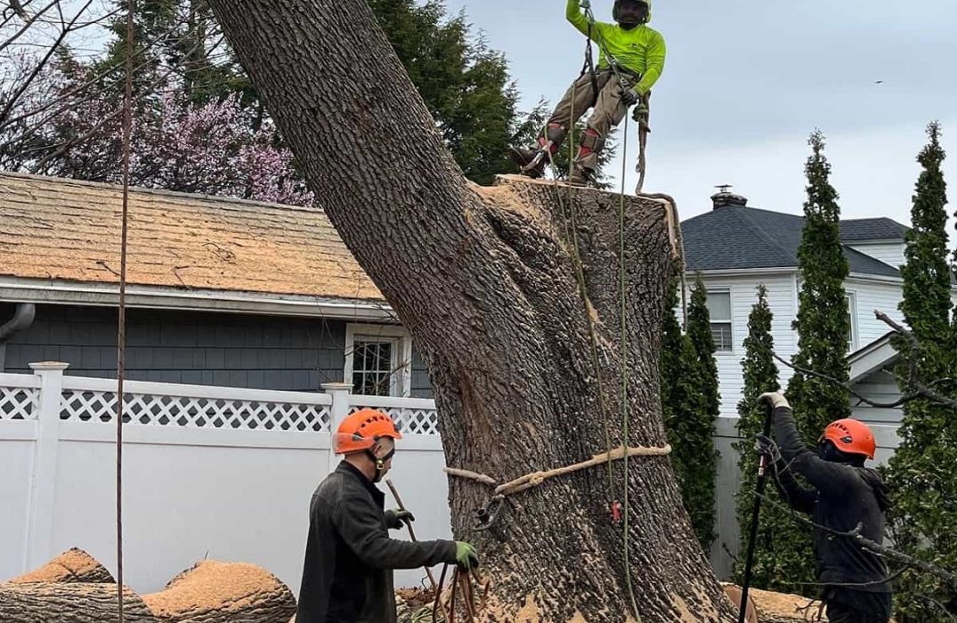 Tree Removal