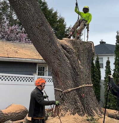Tree Removal