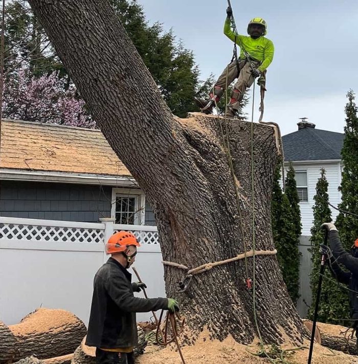 Tree Removal