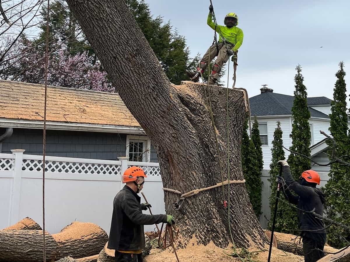 Tree Removal