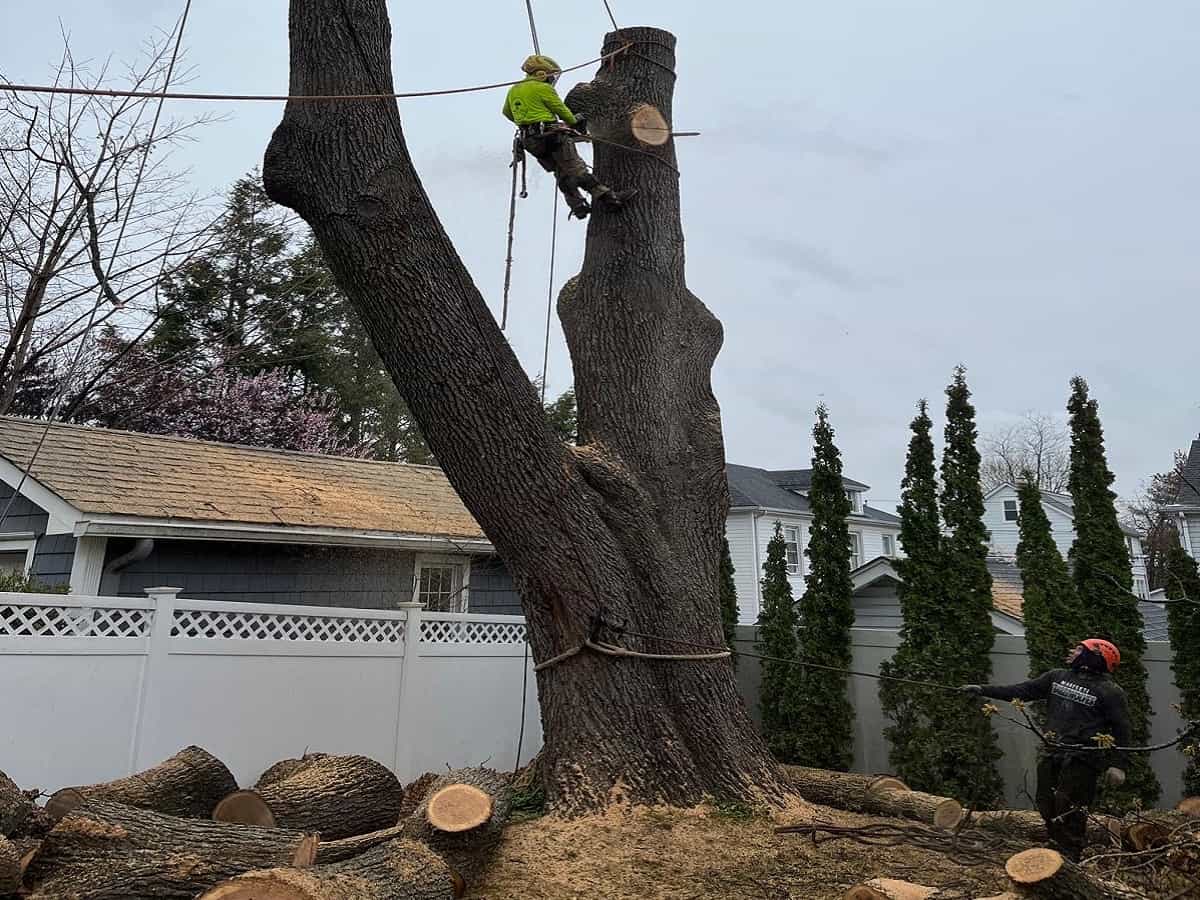 Tree Removal