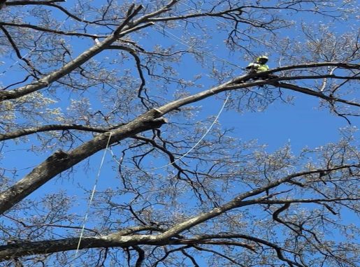 Tree Trimming