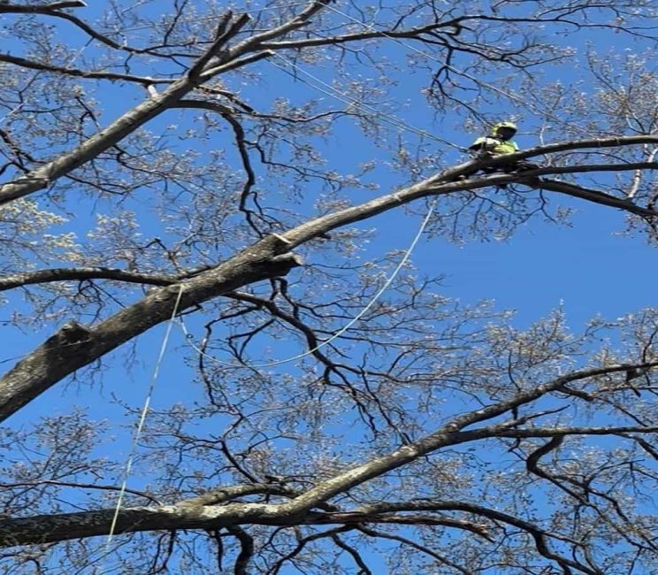 Tree Trimming Tree Trimming