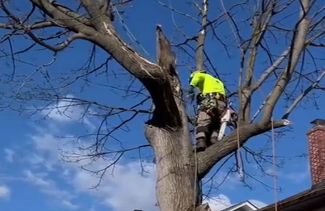 Tree Trimming