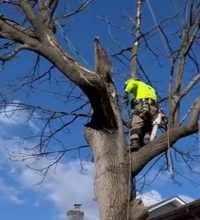 Tree Trimming