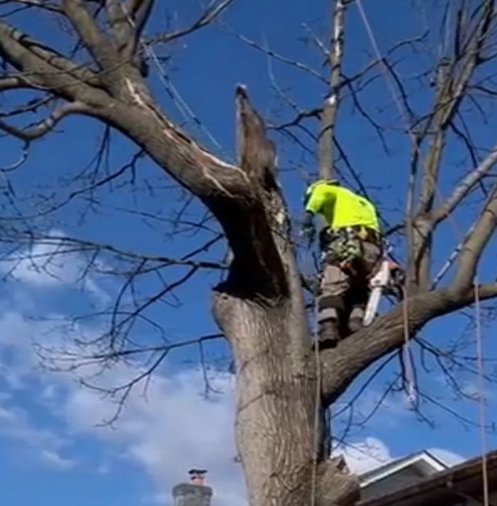 Tree Trimming