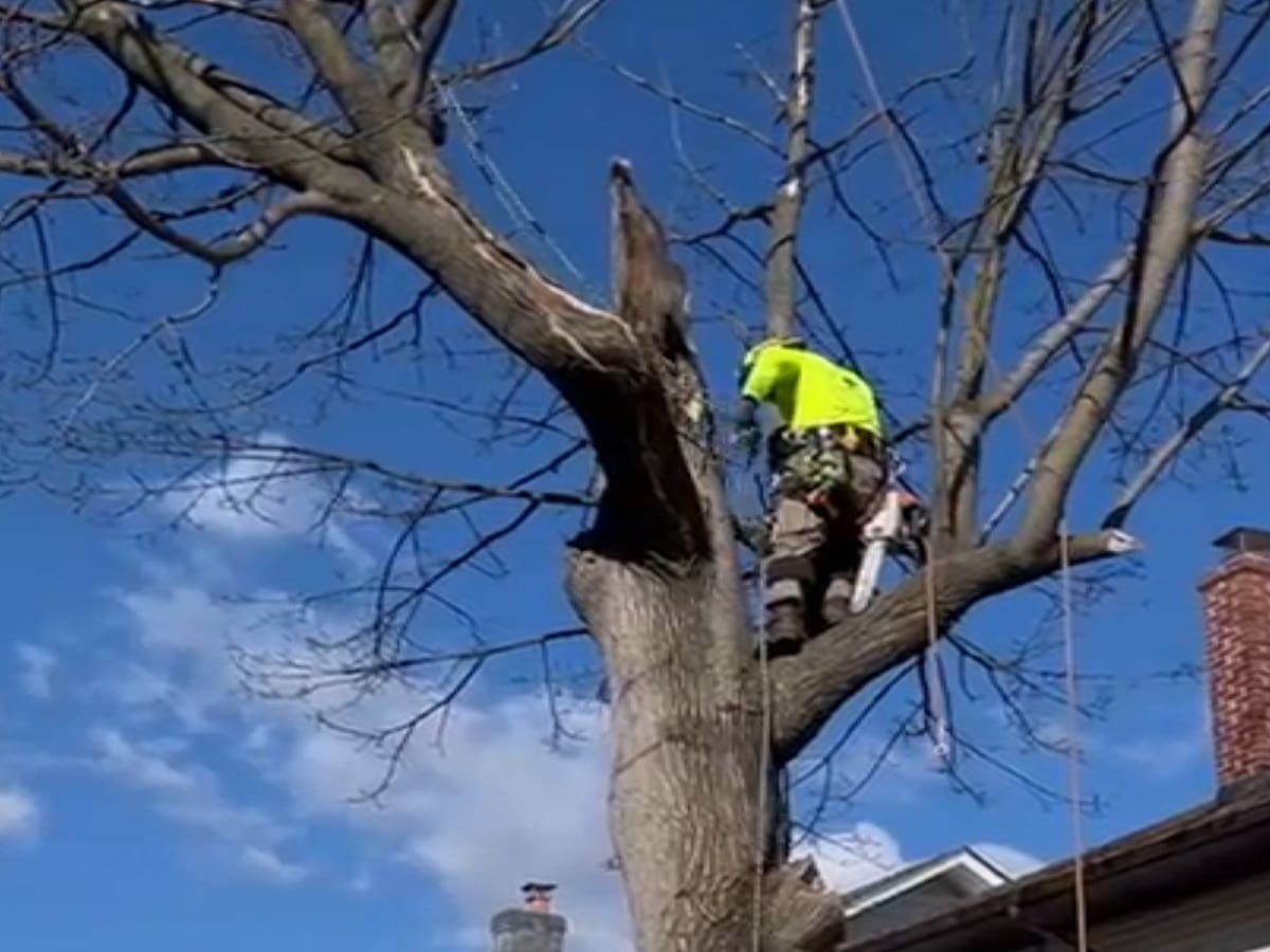 Tree Trimming